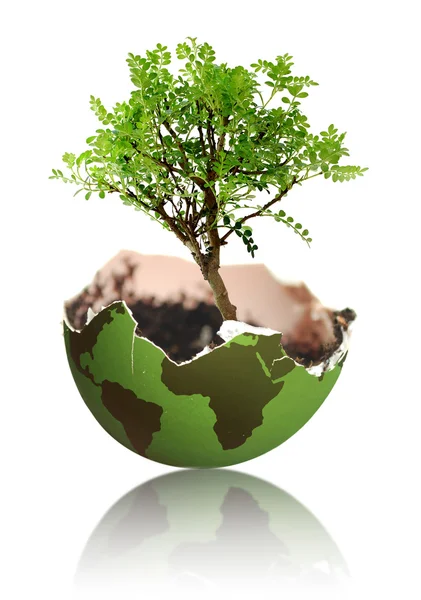 Baumwachstum aus der Erde — Stockfoto