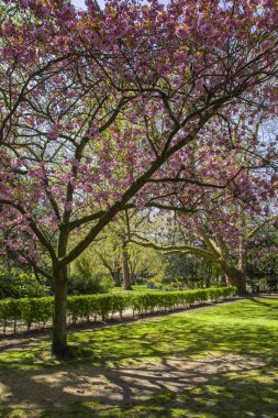 Lincoln Inn alanları Londra'da