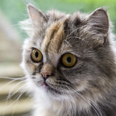 İran chinchilla kedi