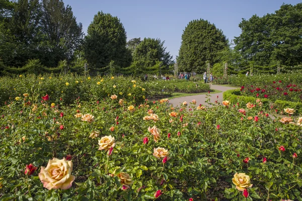 Jardín de rosas en Regents Park — Foto de Stock