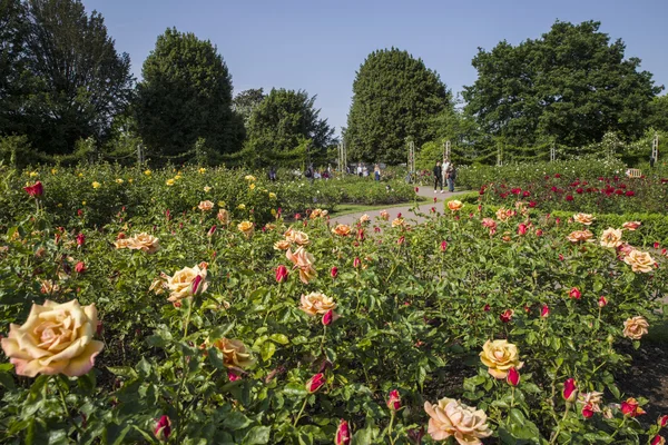 Jardín de rosas en Regents Park — Foto de Stock