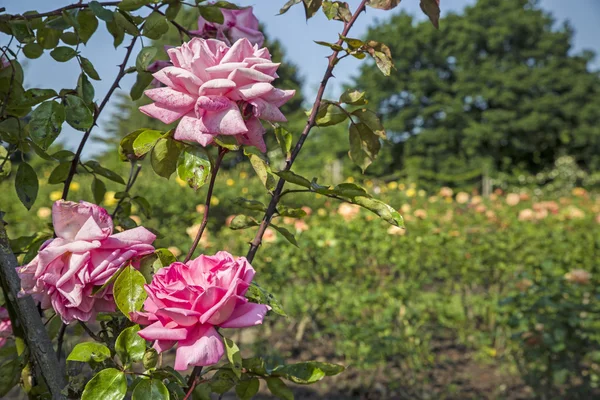 Рожевому саду в Ріджентс-парк — стокове фото