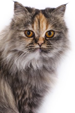 İran chinchilla kedi 