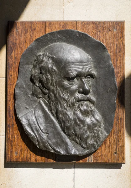 Charles Darwin Plaque in Cambridge — Stockfoto