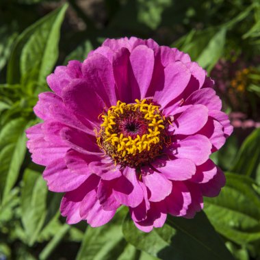 Close-Up Zinnia çiçeği