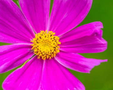 Güzel bir Cosmos bipinnatus 'un yakın çekimi, yaygın olarak bahçe kozmosu ya da Meksika paskalyası olarak bilinir..