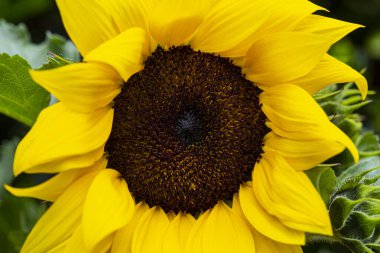 Close-up of a beautiful Sunflower. clipart