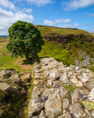 Güzel Sycamore Geçidi, Northumberland, İngiltere 'deki Hadrians Duvarı' nda yer alıyor..