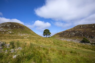 Güzel Sycamore Geçidi, Northumberland, İngiltere 'deki Hadrians Duvarı' nda yer alıyor..