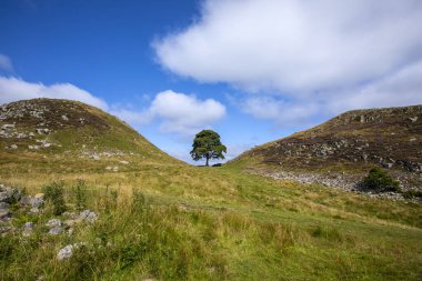 The beautiful Sycamore Gap, located on the Hadrians Wall Path in Northumberland, UK. clipart