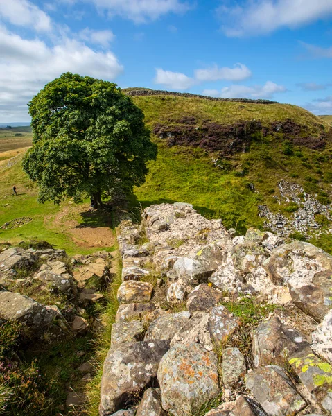 Hermosa Brecha Sycamore Ubicada Camino Pared Hadrians Northumberland Reino Unido —  Fotos de Stock