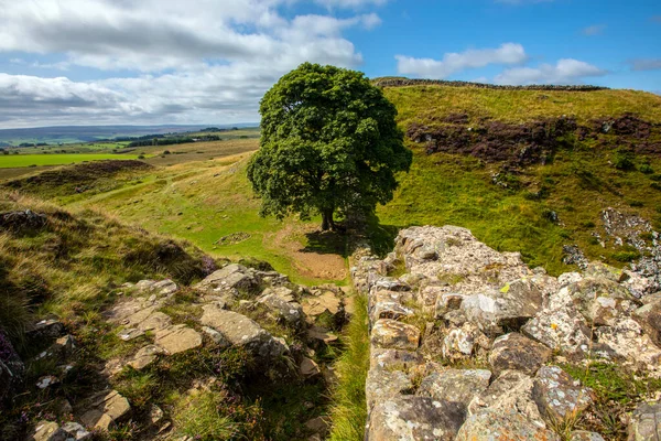 Beautiful Sycamore Gap Located Hadrians Wall Path Northumberland — Stock Photo, Image