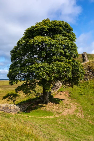 Impresionante Brecha Sycamore Ubicada Camino Pared Hadrians Northumberland Reino Unido —  Fotos de Stock