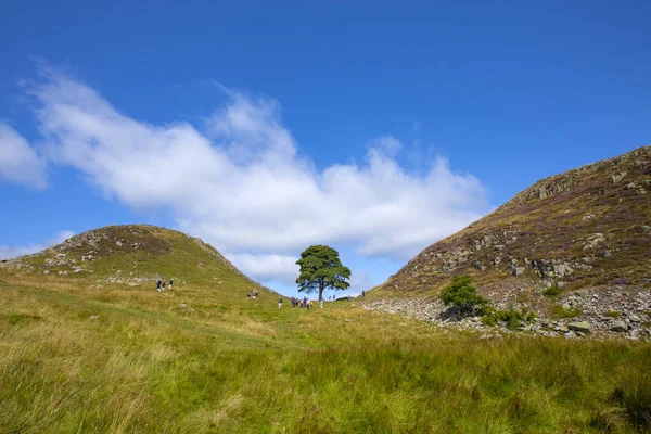 Lenyűgöző Sycamore Gap Található Hadrians Wall Path Northumberland Egyesült Királyság — Stock Fotó