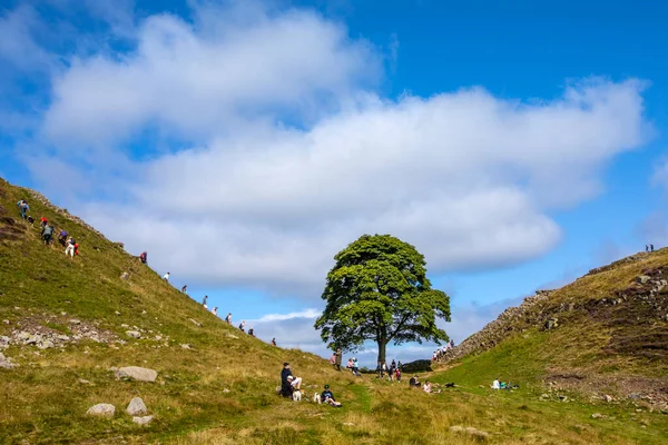 Una Vista Sycamore Gap Camino Pared Hadrians Northumberland Reino Unido —  Fotos de Stock