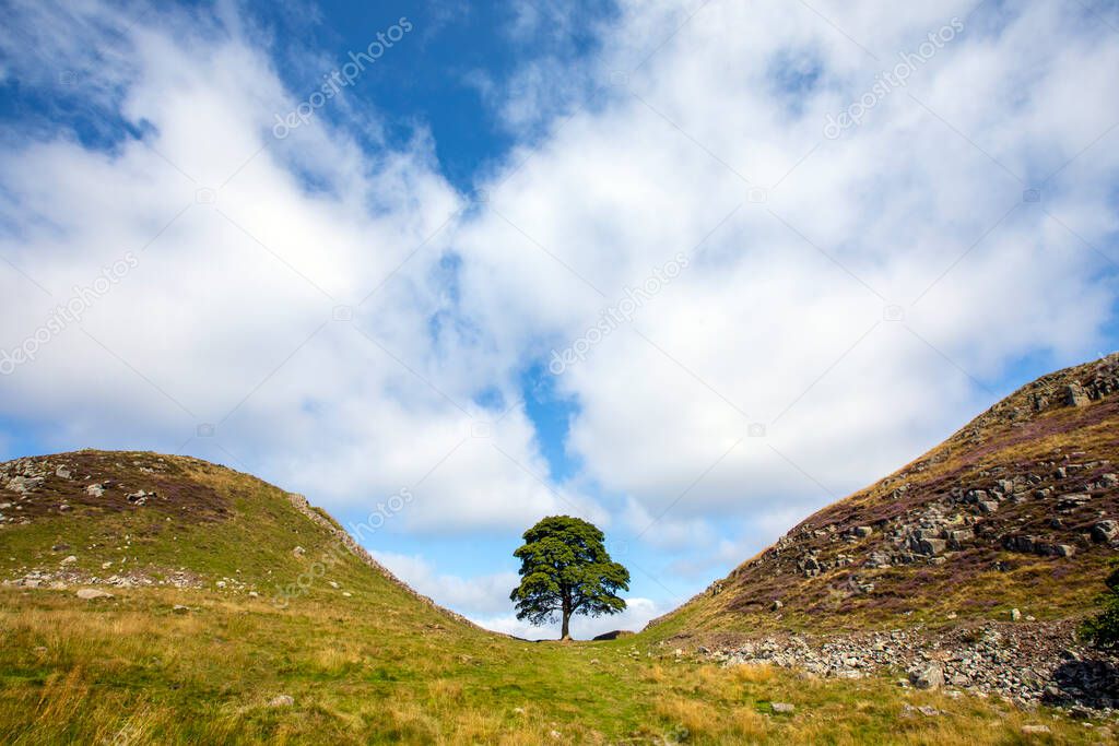 The beautiful Sycamore Gap, located on the Hadrians Wall Path in Northumberland, UK.