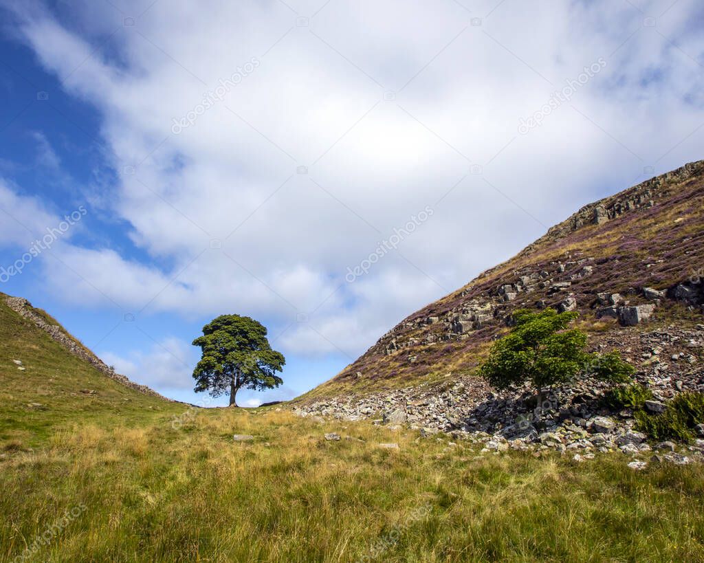 The beautiful Sycamore Gap, located on the Hadrians Wall Path in Northumberland, UK.