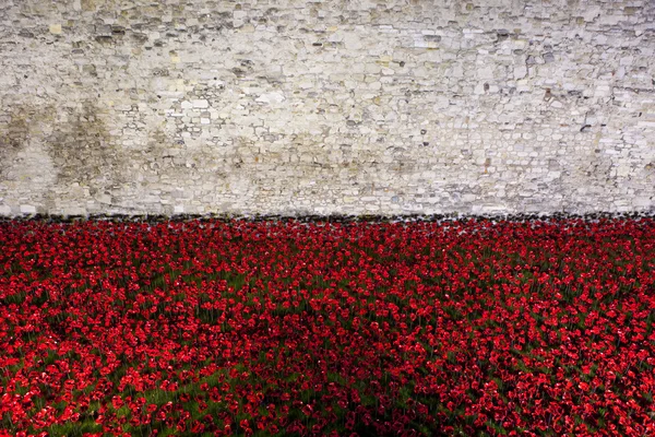 Londra Kulesi 'nde gelincikler — Stok fotoğraf