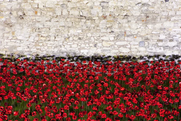 Vallmo vid Tower of London — Stockfoto