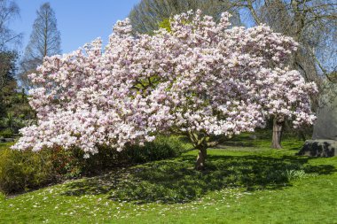 Hyde Park, Londra ağacında çiçeği