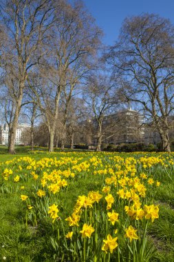 Green Park Londra bahar