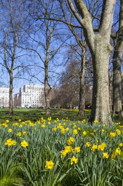 Green Park Londra'nın görünümünü Springtim