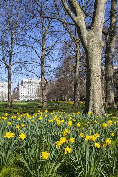 Green Park i London på våren — Stockfoto