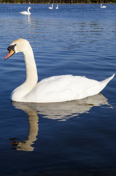 Swans on the Round Pond in Kensington Gardens — Stock Photo, Image