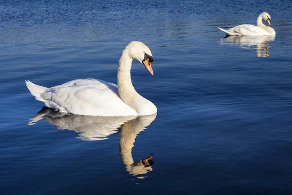 Swans on the Round Pond in Kensington Gardens — Stock Photo, Image