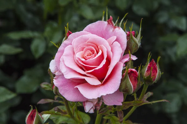 Rose in Hever Castle tuinen — Stockfoto