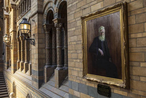 Pintura de Alfred Russel Wallace en el Museo de Historia Natural —  Fotos de Stock