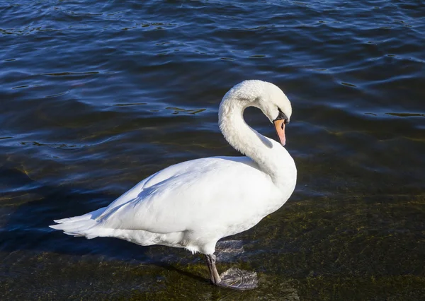 Swan in the Serpentine in Hyde Park — Fotografie, imagine de stoc