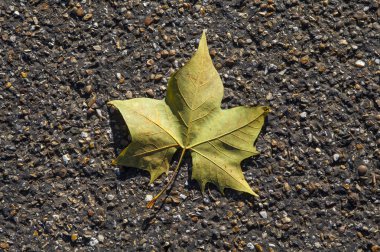 Sonbaharda dökülen yaprak