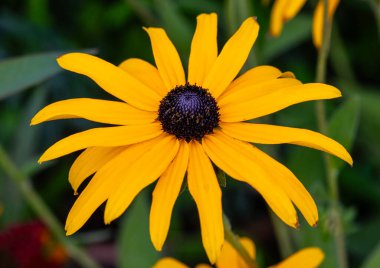 Rudbeckia bitkisine yakın plan, Coneflowers ya da Black-eyes-susans olarak da bilinir..
