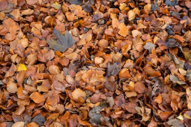 Düşen altın sonbahar yapraklarının yakın çekimi.