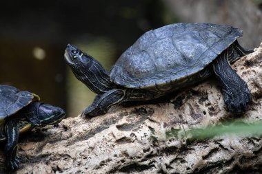 Kütüğün üzerinde dinlenen kaplumbağa görüntüsü.