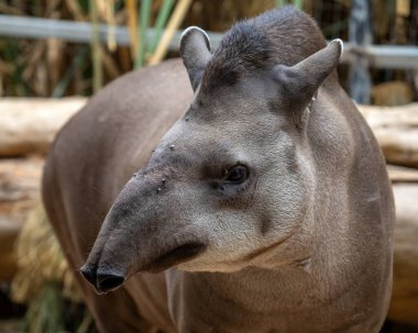 Güzel bir Güney Amerika Tapir 'i, ayrıca Brezilya tapiri, Amazon tapiri, yalıtılmış tapir ve ovadaki tapir olarak da bilinir..