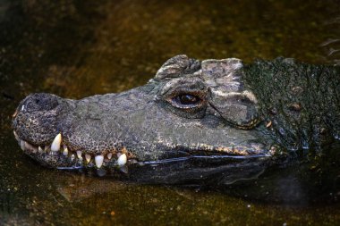 Bir timsahın yakın plan portresi.