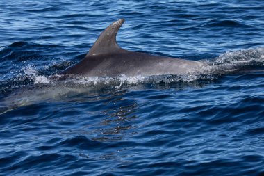 Portekiz 'deki Lagos kıyılarında Atlantik Okyanusunda yüzen bir şişe burunlu yunus..