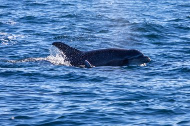 Portekiz 'deki Lagos kıyılarında Atlantik Okyanusunda yüzen bir şişe burunlu yunus..