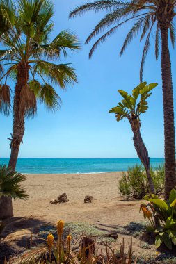 Benalmadena, İspanya 'da Playa de Bil-Bil' deki palmiye ağaçları ve kumun çarpıcı manzarası.