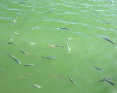 Benalmadena, İspanya 'da Puerto Marina sularında yüzen balıklar.