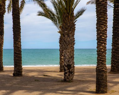 Torremolinos, İspanya 'da kumlu sahildeki palmiye ağaçlarının arasından okyanusa doğru bir manzara..