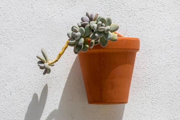 İspanya 'nın Torremolinos kentindeki sulu bir bitkinin asıldığı bir tencereye yakın plan..