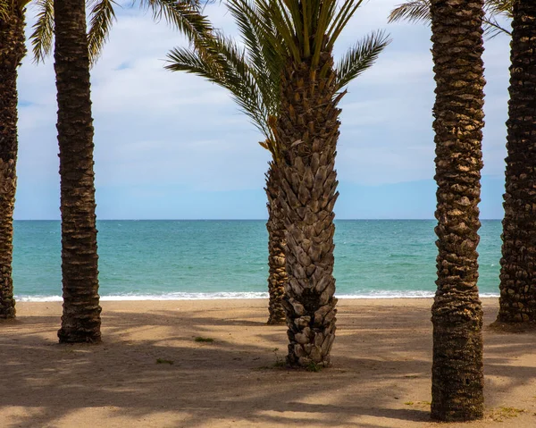 Torremolinos, İspanya 'da kumlu sahildeki palmiye ağaçlarının arasından okyanusa doğru bir manzara..