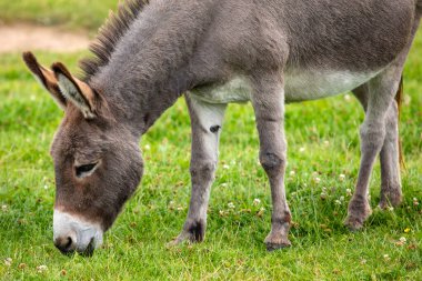 Tarlada ot yiyen bir eşek..
