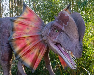 Hertfordshire, İngiltere - 25 Şubat 2026: İngiltere 'deki Hertfordshire Hayvanat Bahçesi' nde Dinozor Dünyası alanında sergilenen bir Dilophosaurus dinozorunun heykeli.