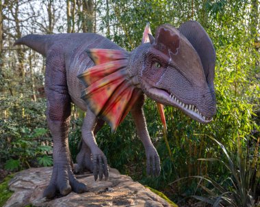 Hertfordshire, İngiltere - 25 Şubat 2026: İngiltere 'deki Hertfordshire Hayvanat Bahçesi' nde Dinozor Dünyası alanında sergilenen bir Dilophosaurus dinozorunun heykeli.