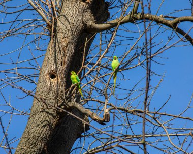 Islington, Londra 'daki St. Mary Magdalene Kilisesi' nin kilisesinin bahçesindeki ağaçlara tünemiş iki muhabbet kuşu..