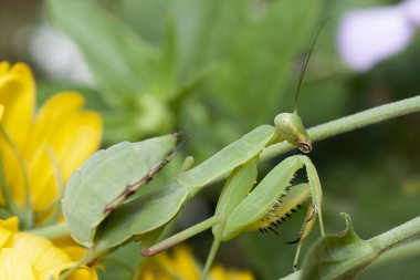 Yeşil çimen arka planında yeşil, genç peygamber devesi. Sarı bir çiçeğin üzerinde sürünüyor.